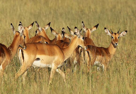 Serengeti - Grumeti Private Reserve