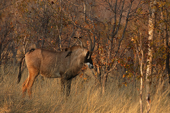 Hwange National Park
