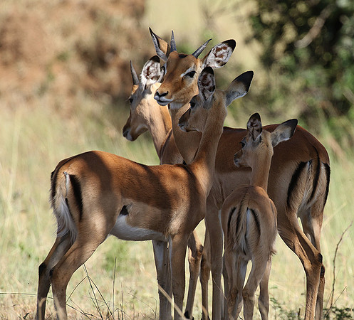 Serengeti - Grumeti Private Reserve