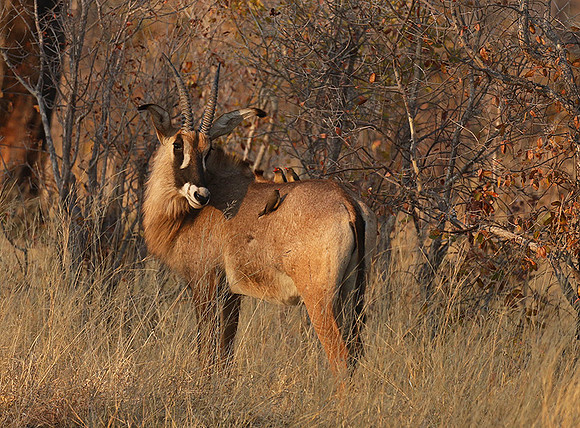 Hwange National Park