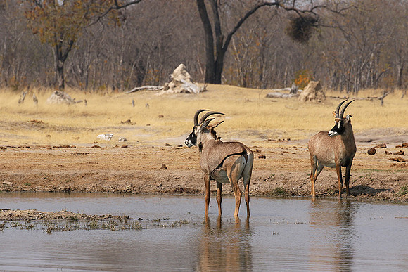 Hwange NP