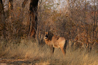 Hwange NP