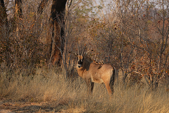 Hwange NP