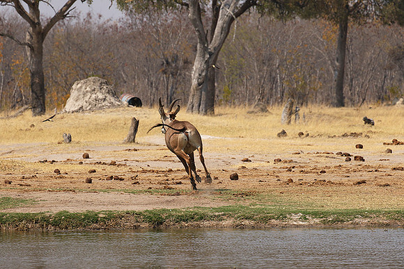 Hwange NP