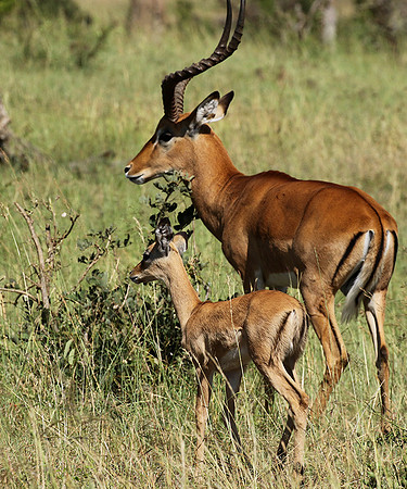 Serengeti - Grumeti Private Reserve