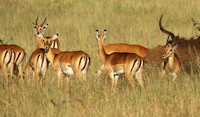 Serengeti - Grumeti Private Reserve