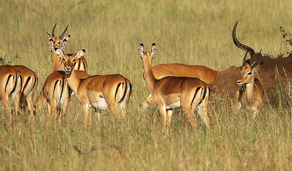 Serengeti - Grumeti Private Reserve