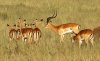 Serengeti - Grumeti Private Reserve