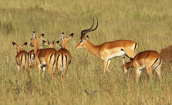 Serengeti - Grumeti Private Reserve