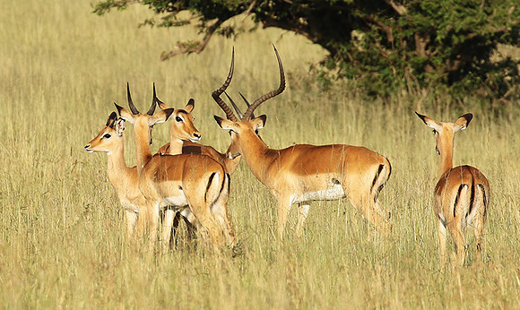 Serengeti - Grumeti Private Reserve