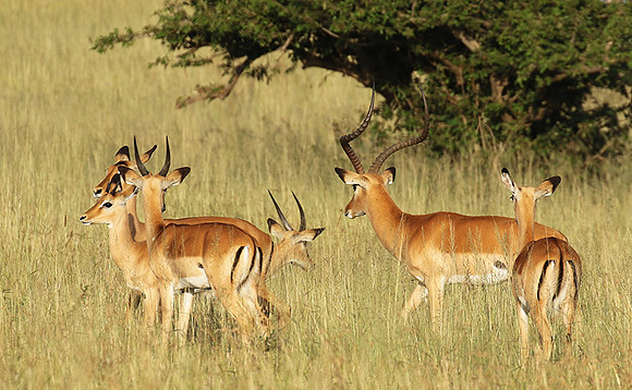 Serengeti - Grumeti Private Reserve