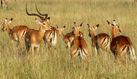 Serengeti - Grumeti Private Reserve
