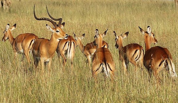 Serengeti - Grumeti Private Reserve