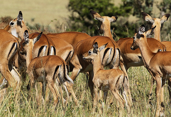 Serengeti - Grumeti Private Reserve