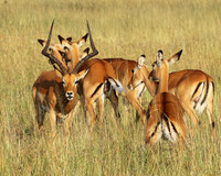 Serengeti - Grumeti Private Reserve