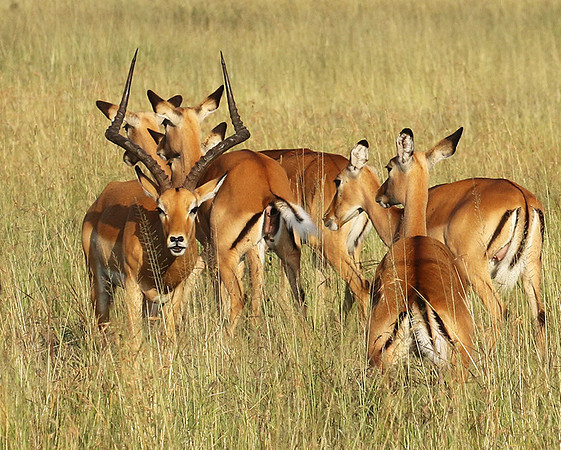 Serengeti - Grumeti Private Reserve