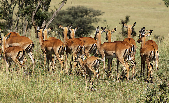Serengeti - Grumeti Private Reserve