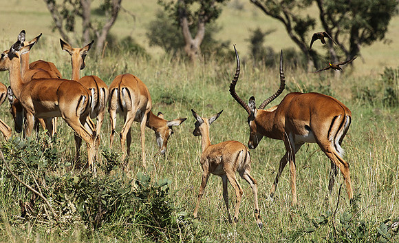 Serengeti - Grumeti Private Reserve