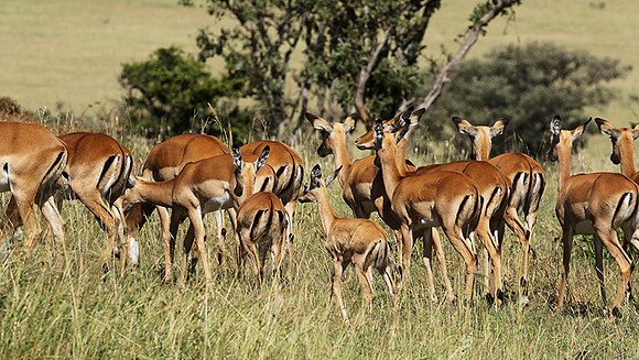 Serengeti - Grumeti Private Reserve