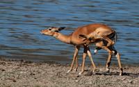 Selous
