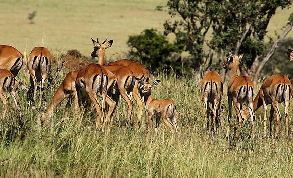 Serengeti - Grumeti Private Reserve