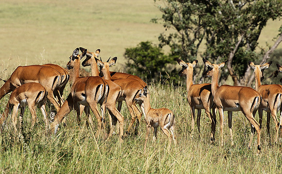 Serengeti - Grumeti Private Reserve