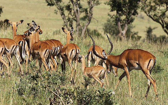 Serengeti - Grumeti Private Reserve