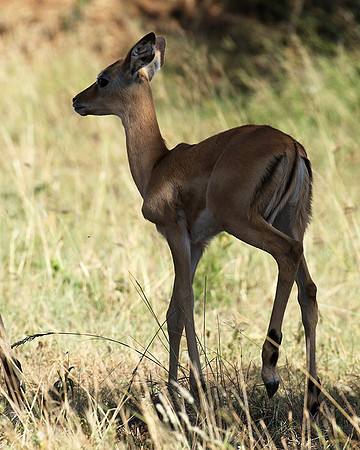 Serengeti - Grumeti Private Reserve