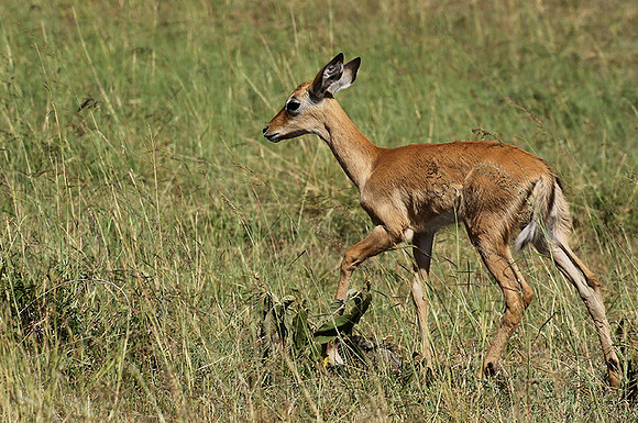 Serengeti - Grumeti Private Reserve