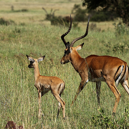 Serengeti - Grumeti Private Reserve