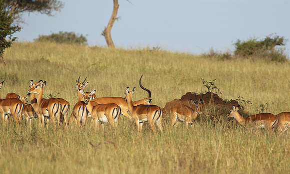 Serengeti - Grumeti Private Reserve
