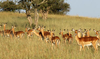 Serengeti - Grumeti Private Reserve