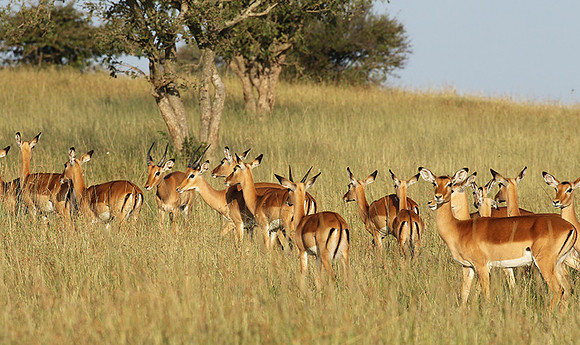 Serengeti - Grumeti Private Reserve