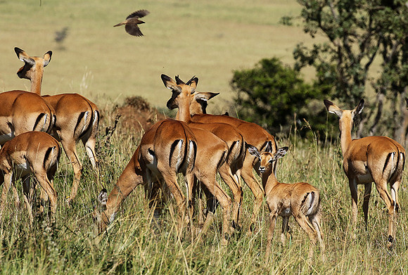 Serengeti - Grumeti Private Reserve