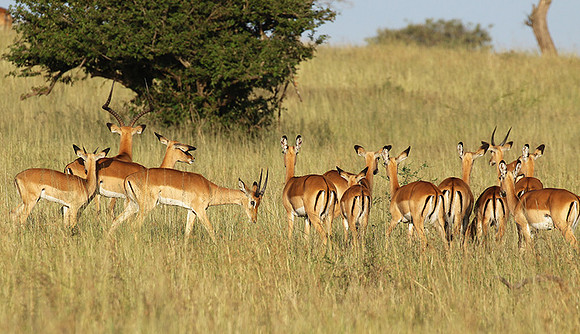 Serengeti - Grumeti Private Reserve