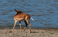 Selous