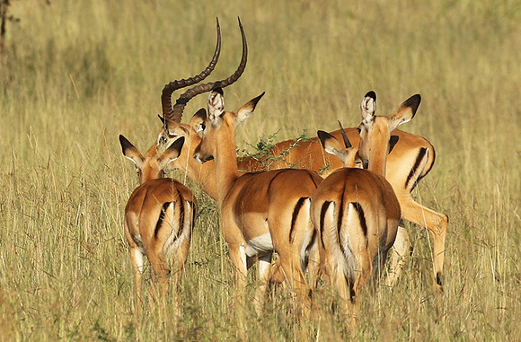 Serengeti - Grumeti Private Reserve