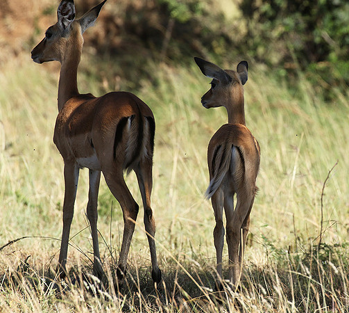 Serengeti - Grumeti Private Reserve