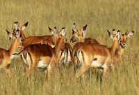 Serengeti - Grumeti Private Reserve