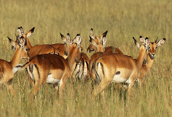 Serengeti - Grumeti Private Reserve