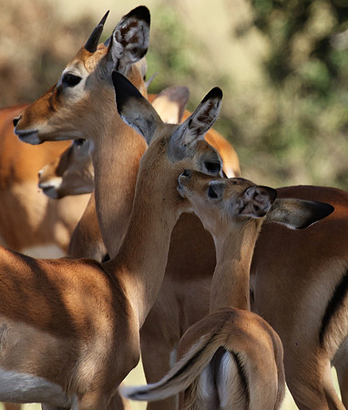 Serengeti - Grumeti Private Reserve