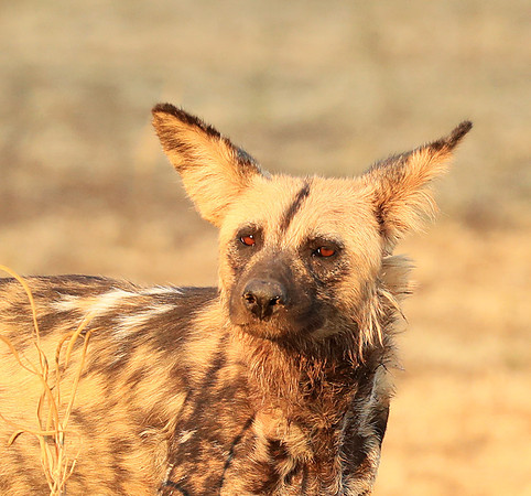 South Luangwa National Park