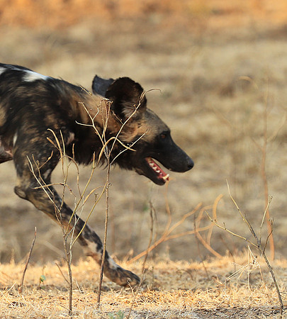 South Luangwa National Park