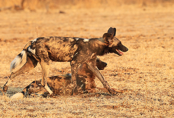 South Luangwa National Park