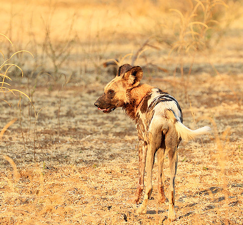 South Luangwa National Park
