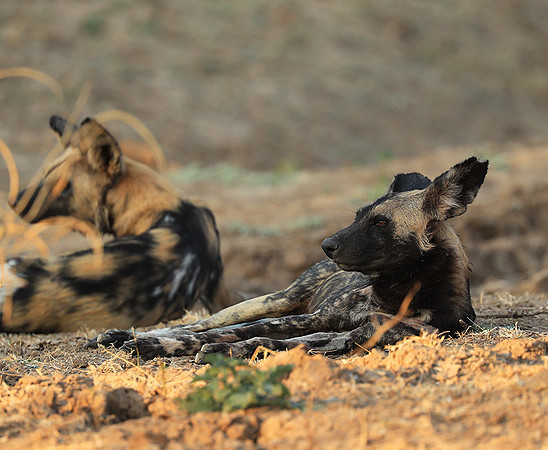 South Luangwa National Park
