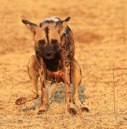 South Luangwa National Park