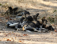 South Luangwa National Park
