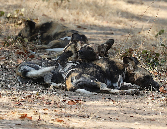 South Luangwa National Park