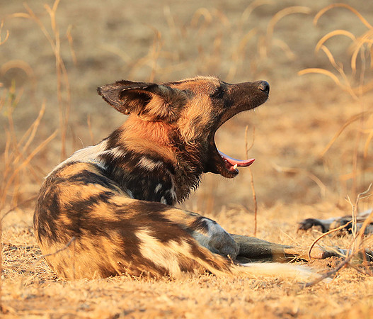 South Luangwa National Park